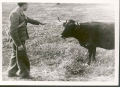 Miguel Hernández con el noble toro en los campos de Andalucía